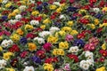 Multi-color field of endless spring pansy Royalty Free Stock Photo