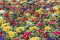 Multi-color field of endless spring pansy Royalty Free Stock Photo