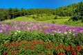 Multi Color Flowers