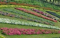 Multi-color flowers in multi-line on green grass carpet in the Park Royalty Free Stock Photo