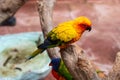 A multi-color  lovely parrot stands on a tree Royalty Free Stock Photo