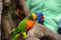 A multi-color lovely parrot stands on a tree Royalty Free Stock Photo