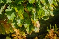 Multi-color oak foliage. Closeup of Oak trees leaves turning into Autumn colors. Royalty Free Stock Photo