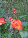 Multi-color rose bush