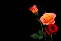 Multi color roses presented against black background 