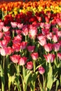 Multi color tulip