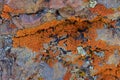 Multi color and types Crustose Lichen organism that arises from algae or cyanobacteria and from fungi on a boulder in the Oquirr Royalty Free Stock Photo