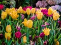 multi color yellow and red purple fresh Tulip flower with green leaves in botanic Garden. growing plant life in natural Royalty Free Stock Photo