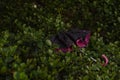 Forgotten or broken pink umbrella in green bushes. Autumn, spring. The umbrella protects from rain, you can safely walk. No people