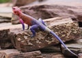 Multi-colored Agama lizard in Serengiti
