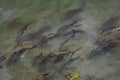 Multi-colored algae in the river don. Deciduous plants with green, maroon and brown leaves under water, near the shore