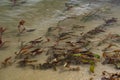 Multi-colored algae in the river don. Deciduous plants with green, maroon and brown leaves under water, near the shore