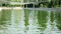 Multi-colored, artificially bred trout, white, blue in a pond on a trout farm. Royalty Free Stock Photo