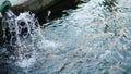 Multi-colored, artificially bred trout, white, blue in a pond on a trout farm. Royalty Free Stock Photo