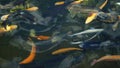 Multi-colored, artificially bred trout, white, blue in a pond on a trout farm. Royalty Free Stock Photo