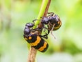 Multi-colored asian bean leaf beetle Royalty Free Stock Photo