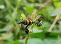 Multi-colored asian bean leaf beetle Royalty Free Stock Photo