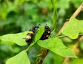 Multi-colored asian bean leaf beetle Royalty Free Stock Photo