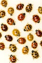 Multi-colored Asian Lady Beetles