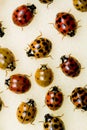 Multi-colored Asian Lady Beetles