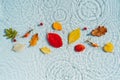 Multi-colored autumn leaves on the background of water with drops and waves Royalty Free Stock Photo