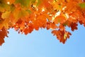 Multi colored autumn leaves of a maple tree, blue sky Royalty Free Stock Photo
