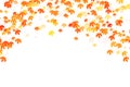 Multi colored autumn leaves background