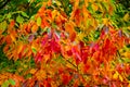 Multi colored autumn sassafras tree leaves in October