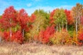 Multi colored autumn trees. Royalty Free Stock Photo