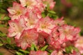 Multi-colored azaleas in full bloom in late spring Royalty Free Stock Photo