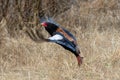 Multi-colored Bateleur eagle [terathopius ecaudatus] flying in Kruger National Park South Africa Royalty Free Stock Photo