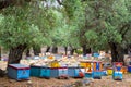 Multi-colored beehives, apiary, honey, many beehives that look like people, coniferous honey on the island of Thassos
