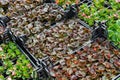 Begonias in garden center in greenhouse. Growing plants for planting, seasonal sale of flowers.