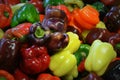 Multi-Colored Bell Peppers Royalty Free Stock Photo