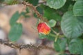 Multi-colored Bengal Rose Bud Protected by Thorns Royalty Free Stock Photo