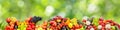 Multi-colored berries, fruits and vegetables on green blurred Royalty Free Stock Photo