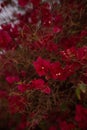 Multi Colored Blooming flower background bougainvillea Bush flowers at night With blur effect. Blossom Red pink Color Royalty Free Stock Photo