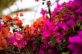 Multi Colored Blooming flower background bougainvillea Bush flowers. Blossom Red pink Color flowers abstract floral Royalty Free Stock Photo