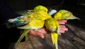 Multi-colored budgies are pecking hand food