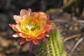 Multi-Colored Cactus Bloom