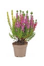 Multi colored Calluna Vulgaris heather plant on white background Royalty Free Stock Photo