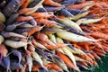 Multi colored carrots