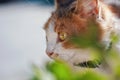 A multi-colored cat is sitting at outdoors