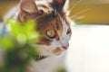 A multi-colored cat is sitting at outdoors