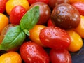 Multi-colored cherry tomatoes and basil leaves in a spray of water on a dark wooden background. The concept of proper nutrition. I Royalty Free Stock Photo