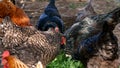 Multi-colored chickens walk freely in the pen hen Royalty Free Stock Photo