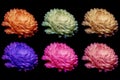 multi-colored chrysanthemum flower buds on a black background, natural rainbow of medical colors a