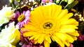 Yellow chrysanthemum in the mist Royalty Free Stock Photo