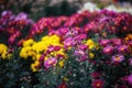 Multi-colored chrysanthemums on a blurry background close-up. Beautiful bright chrysanthemums bloom in autumn in the garden. Chrys Royalty Free Stock Photo