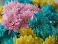 Multi-colored chrysanthemums. Motley rainbow bouquet. Blue, yellow, white, pink flowers. Flower background Royalty Free Stock Photo